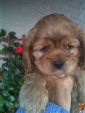 Cocker Spaniel